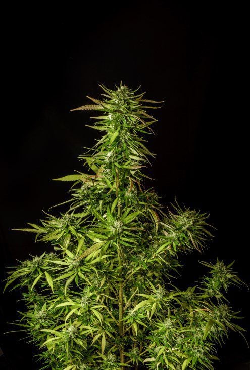 Produktbild 1